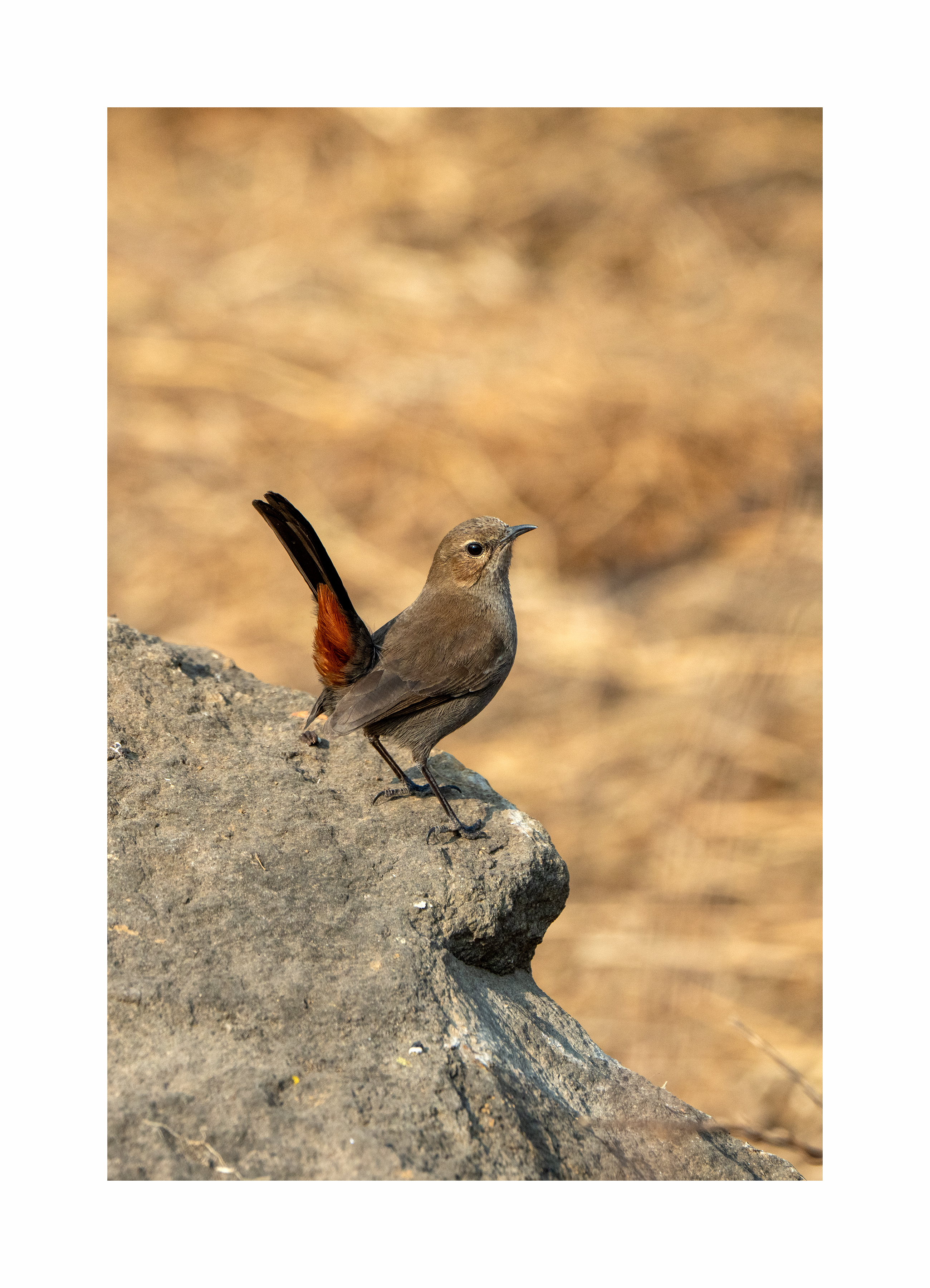 BPCL - Bina Biodiversity Study 19